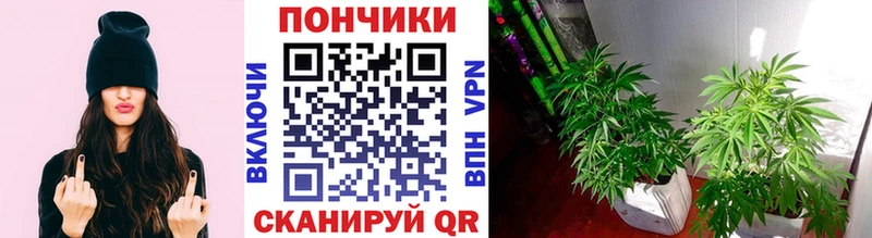 Купить Нижние Серги Бошки марихуана SATIVA & INDICA